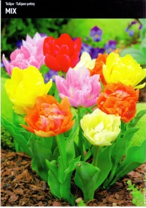 Tulipany Pełne – Mix – 15 szt.