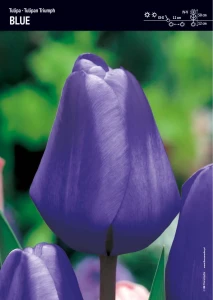 Tulipan 'Triumph Blue' – 30 szt.