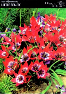 Tulipan Botaniczny 'Little Beauty' – 20 szt.
