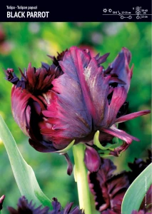 Tulipan Papuzi 'Black Parrot' – 12 szt