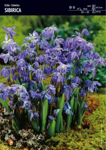 Scilla – Cebulica Syberyjska – 30 szt.