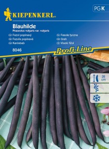 Fasola Tyczna 'Blauhilde' – Fioletowa – Kiepenkerl