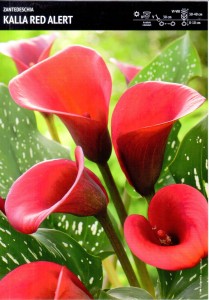 Zantedeschia – Kalla 'Red Alert' – 1 szt.