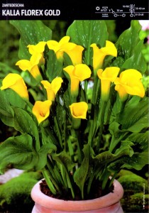 Zantedeschia – Kalla 'Florex Gold' – 1 szt.
