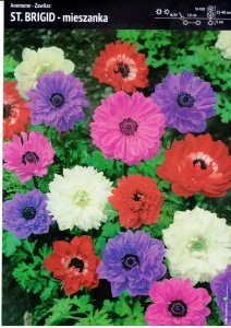 Kapers Anemon - Zawilec ‘St. Brigid’ Mix - 12 szt.