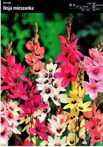 Ixia - Iksja Mix – 20 szt.