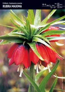Fritllaria - Szachownica Cesarska ‘Rubra Maxima’ - 3 szt.