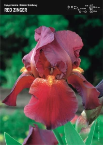 Irys Germanica - Kosaciec Bródkowy ‘Red Zinger’ - 1 szt.