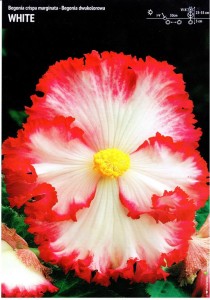 Begonia Dwukolorowa White 3 szt.