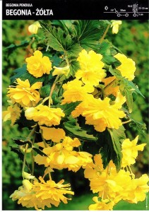 Begonia Kaskadowa - Żółta 1 szt.