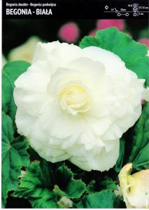 Begonia Podwójna - Biała 3 szt.