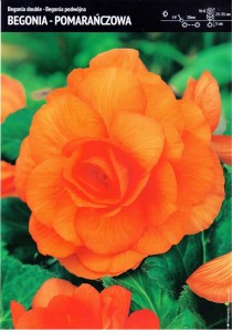 Begonia Podwójna - Pomarańczowa 3 szt.