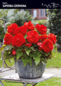 Begonia Superba - Czerwona 1 szt.