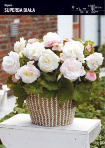 Begonia Superba - Biała 3 szt.