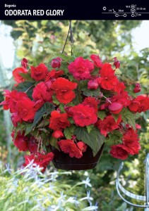 Begonia Zwisająca Pełna Pachnąca Odorata Red Glory 1 szt.