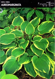 Funkia 'Aureomarginata' – 1 szt.