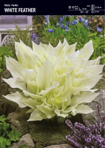 Funkia 'White Feather' – 1 szt.