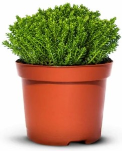 Hebe Green Globe Zimozielone - 15 szt. pakiet