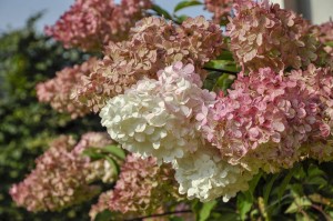 Hortensja Bukietowa Candelight (Hydrangea Paniculata Candelight) 30-40 cm 