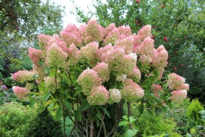Hortensja Bukietowa Grandiflora (Hydrangea Paniculata Grandiflora) 30-40 cm 