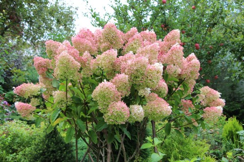 gradiflora.jpg
