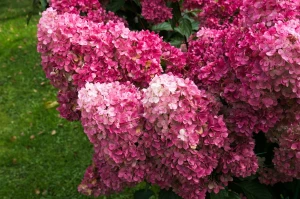 Hortensja Bukietowa Sundae Fraise (Hydrangea Paniculata Sundae Fraise) 30-40 cm 