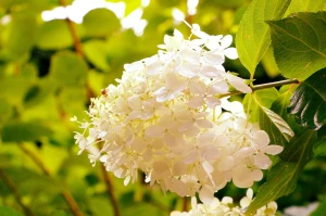 Hortensja Bukietowa Polar Bear (Hydrangea Paniculata Polar Bear) 30-40 cm 