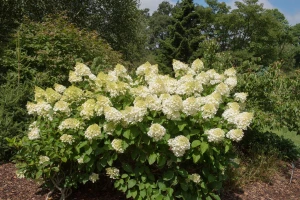 Hortensja Bukietowa Silver Dollar (Hydrangea Paniculata Silver Dollar) 30-40 cm 
