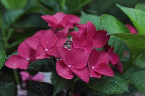 Hortensja Bukietowa Wim's Red (Hydrangea Paniculata Wim's Red) 30-40 cm 