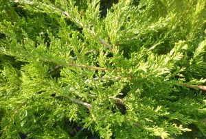 Jałowiec Pfitzeriana (Juniperus Pfitzeriana) 60-80 cm 