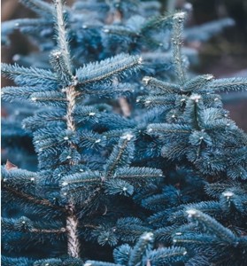 Świerk Kłujący Misty Blue  sadzonka 25-30 cm