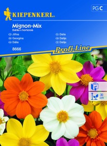Dalia 'Mignon-Mix' - Nasiona - Kiepenkerl