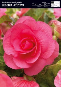 Begonia Pełna Różowa Large Flowered Double  - 3 szt.