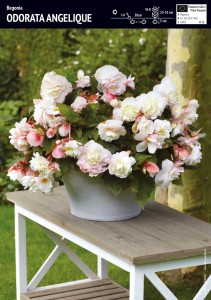 Begonia Pełna Odorata Angelique -1 szt.