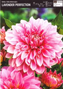 Dalia Lavender Perfection  -1 szt.