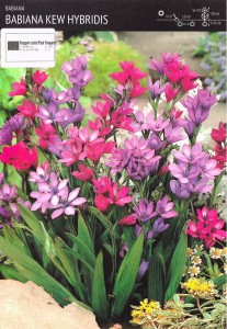 Babiana Kew Hybridis - 5 szt.