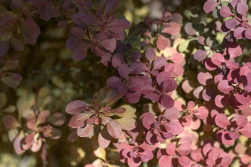 103683_Berberys Thunberga Orange Dream PBR (Berberis Thunbergii Orange Dream PBR).jpg