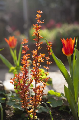 103679_Berberys Thunberga Orange Ice (Berberis Thunbergii Orange Ice).jpg