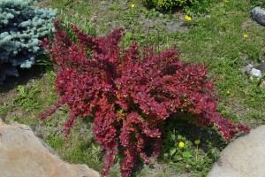 Berberys Thunberga 'Red Dream' – Sadzonka 15-25 cm