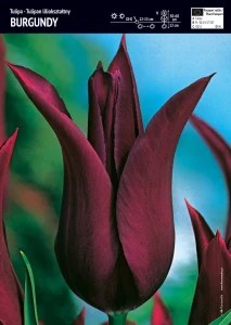 Tulipan liliokształtny Burgundy 10 szt.