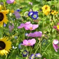 9367.webp