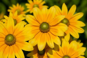 Rudbekia SmileyZ - sadzonka 30-50 cm