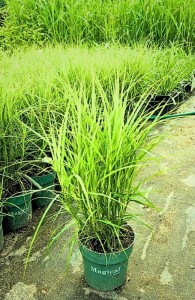Turzyca Muskegońska - sadzonka 50-70 cm