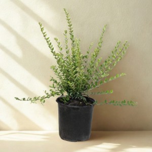 Suchodrzew Chiński Moss Green - sadzonka 30-50 cm