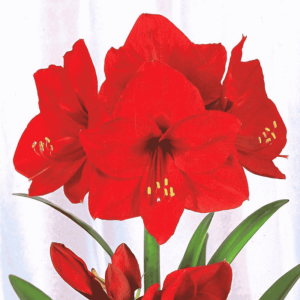 Amarylis Red Lion 1 szt.