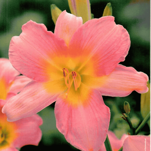 Liliowiec Catherine Woodberry 1 szt.