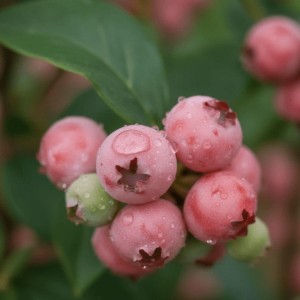 Borówka Amerykańska Pink Lemonade