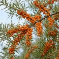 17212