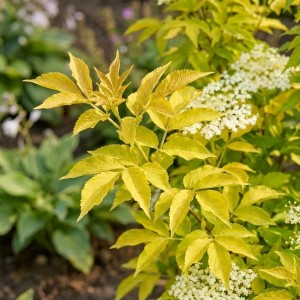 Bez Czarny Golden Tower (Sambucus Nigra Golden Tower)