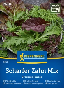 Sałata Musztardowa – Mix – Kiepenkerl